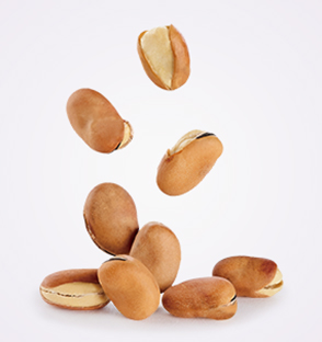 Original broad bean